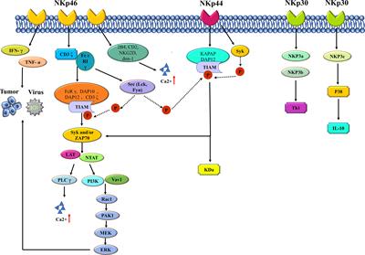 Current state of NK cell-mediated immunotherapy in chronic lymphocytic leukemia